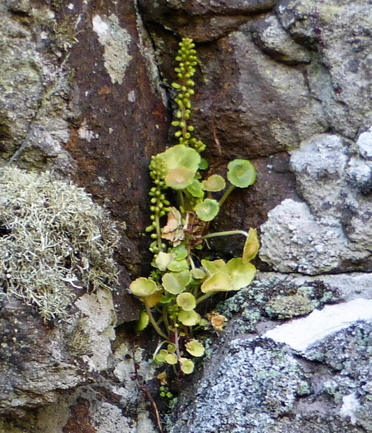 Wall Pennywort