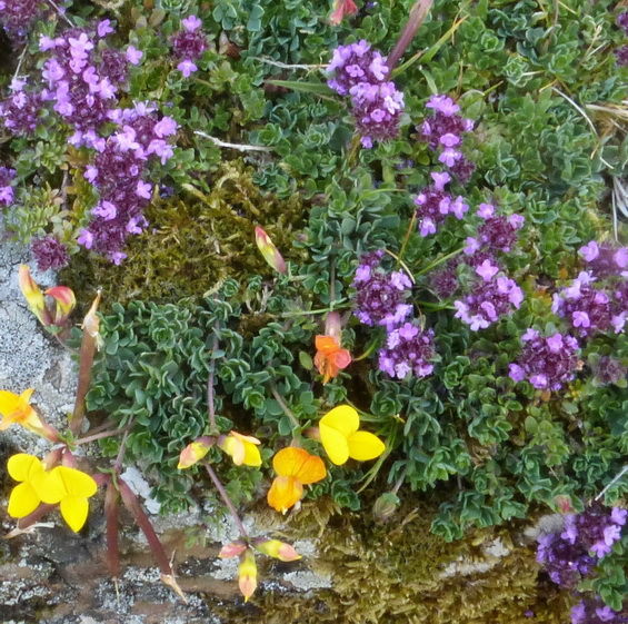 Wild Thyme and Bird's-foot Trefoil