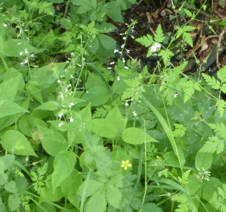 Enchanter's Nightshade, Wood Avens and Herb Robert