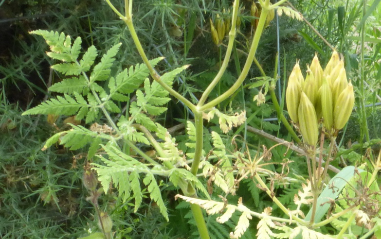 Sweet Cicely