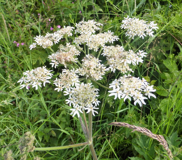 Hogweed