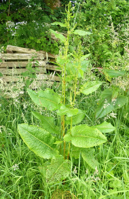 Broad-leaved Dock