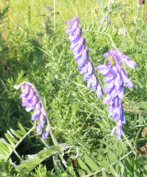 Tufted Vetch