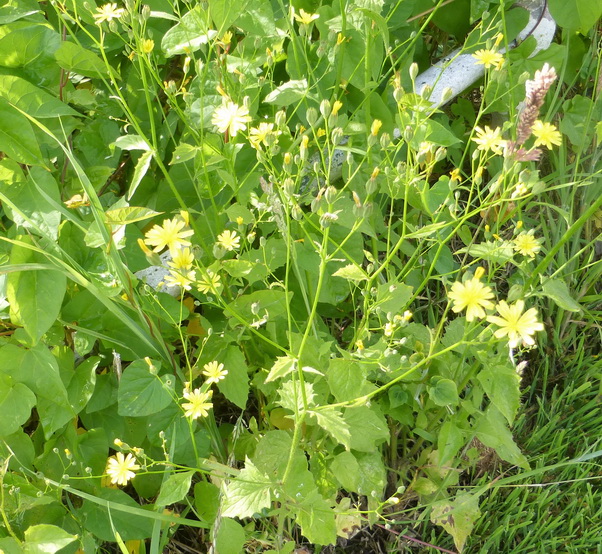 Nipplewort