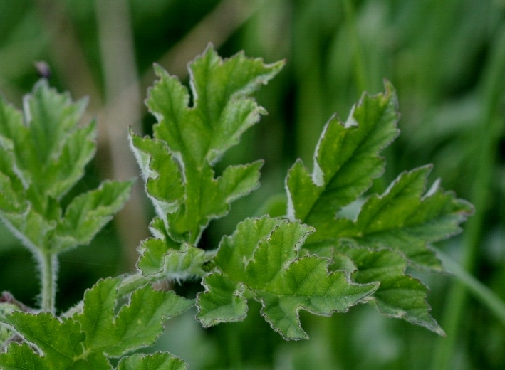 Hogweed